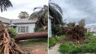 Fuertes vientos causan caída de árboles en Fresno.