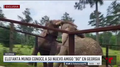 Mundi en su nuevo hogar: fundadora del santuario cuenta cómo va su adaptación
