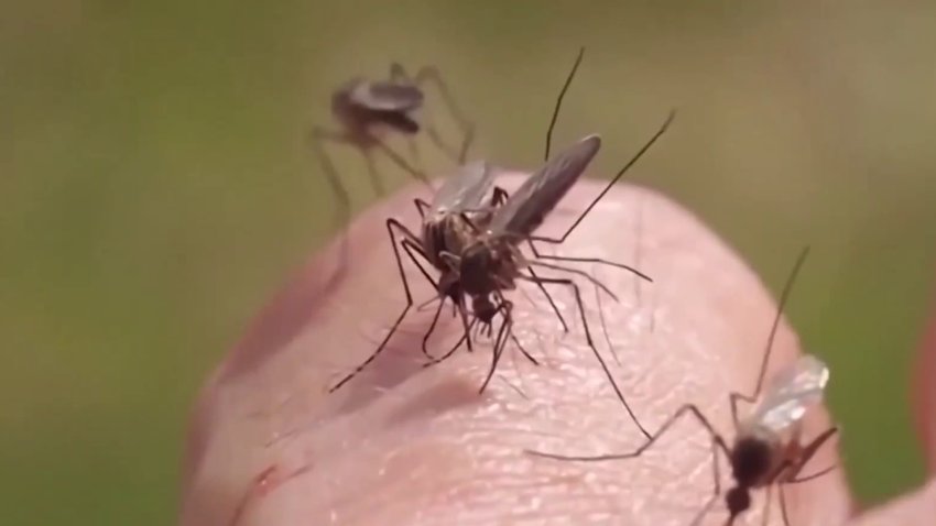 Control de mosquitos en verano: regalarán pez mosquito en San Joaquín