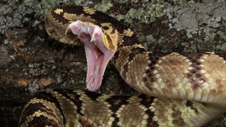 Foto de archivo de una serpiente de cascabel.