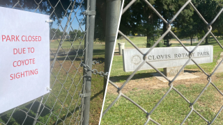 Avistan coyotes en un parque de Clovis