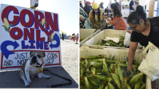 Feria del elote comienza en Fresno State.