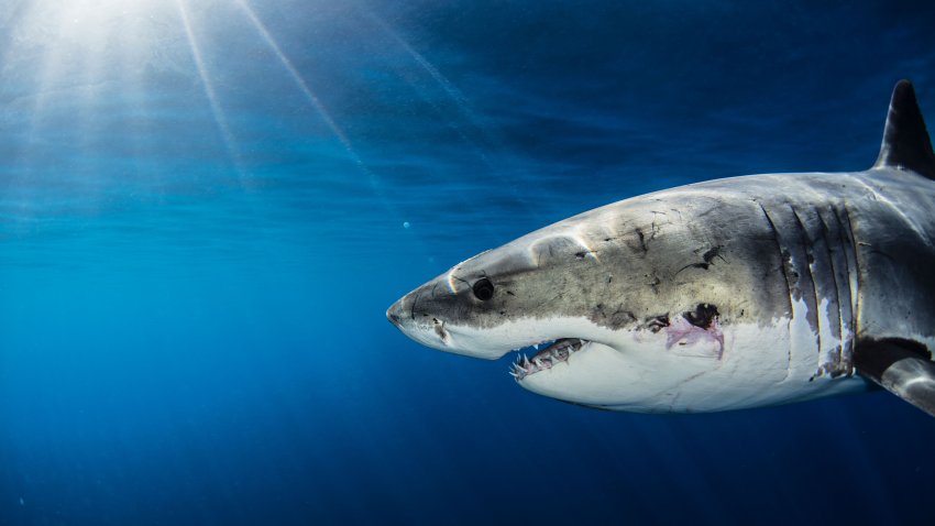 Great White Shark with Sun Rays and wound