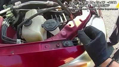 Captado en video: rescatan a gatito atrapado en el motor de un auto