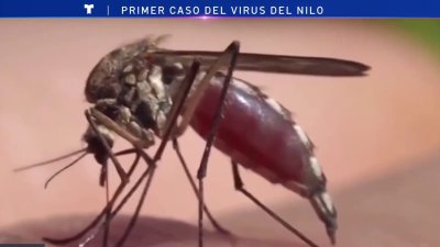 Reportan primer caso del virus del Nilo Occidental en humanos esta temporada