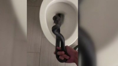 Aterrador: encuentran una peligrosa serpiente en el baño de una casa