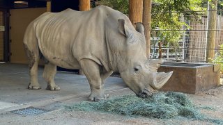 Rinoceronte Blanco en Zoológico de Sacramento