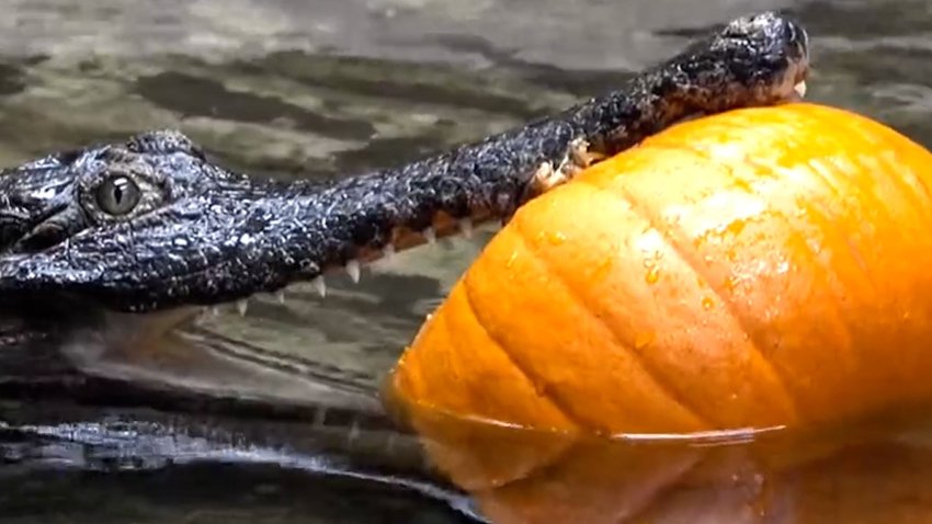 En video: cocodrilo africano intenta devorarse una calabaza