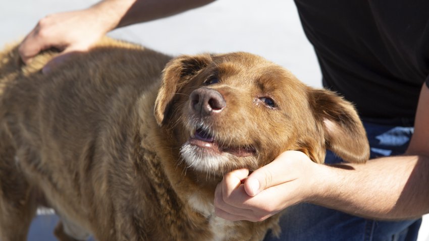 Bobi, the oldest dog on earth, being pet