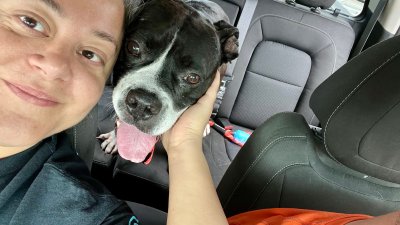 Perro que pasó más de 400 días en un albergue encuentra una nueva familia