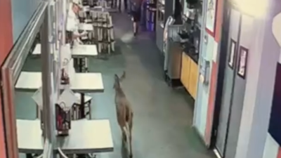 Captado en video: ciervo atraviesa la puerta de cristal de un restaurante