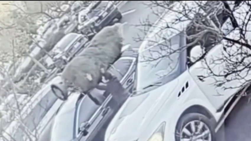 Hombre se roba árbol de Navidad que iba en el techo de un auto