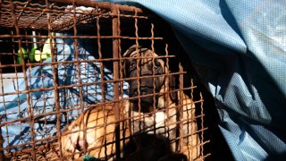 Perro enjaulado en Seúl, Corea del Sur