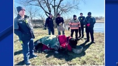 Vaca sobrevive tras caer en lago congelado en Texas; así fue su rescate