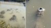 ¿Cómo sobreviven los caimanes en lagos congelados? Un video viral tiene la explicación