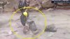 En video: el impresionante rescate de un perrito arrastrado por la corriente de un río