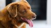Por falta de evidencia: le retiran a Bobi el récod Guinness al perro “más viejo de la historia”