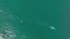 Equipos buscan salvar a ballena atrapada en red en costas de California