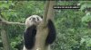 Par de osos panda llegarán al zoológico de San Diego