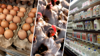 ¿Se puede contraer la gripe aviar a través de huevos o leche? Lo que debes saber