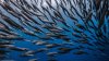 Plan para recuperar la población de sardinas del Pacífico fue insuficiente, según jueza de California