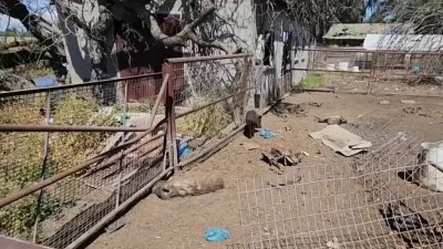 Policía: hallan a niños viviendo entre animales muertos en vivienda de Fresno