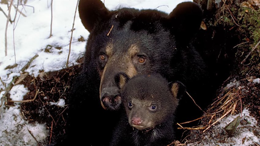 Recomendaciones por encuentros con osos.