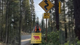 Al menos 5 osos han sido atropellados por autómoviles en el parque Yosemite.