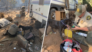 Rescatan a 25 mascotas desde el incendio Park. Una perra lamentablemente falleció después de su rescate.