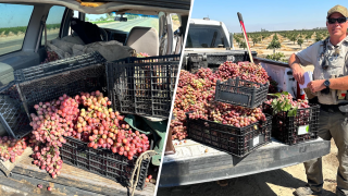 Recuperan cientos de libras de uvas robadas en el condado Tulare.