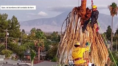 “Salió a trabajar y nunca regresó”: hispano muere mientras podaba una palmera en Bakersfield