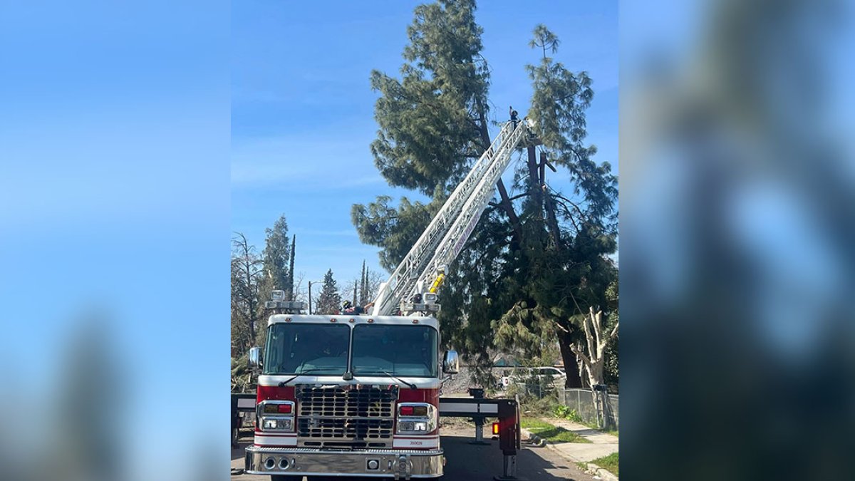Dónde reciclar árboles de Navidad en el sur de California – Telemundo 52, image size:1200x675