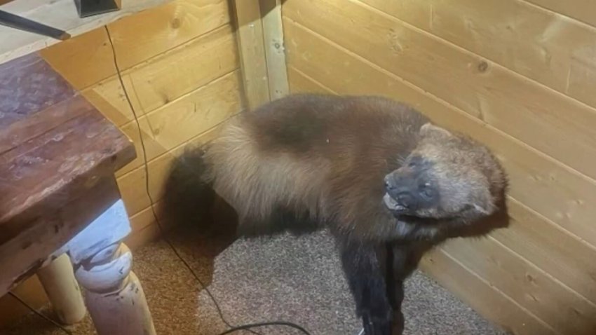 Revelan en conversación que llevan animales cazados ilegalmente y son arrestados