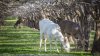 En imágenes: un venado albino se pasea por el norte de California