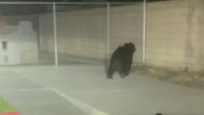 Captan a un oso caminando en las calles de Selma