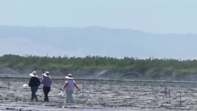 Se preparan trabajadores del campo en el Valle Central para evitar golpes de calor