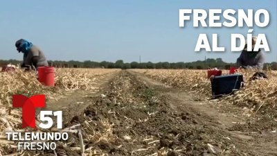 Fresno al Día: El Valle Central podría enfrentar otro año de “La fiebre del Valle”