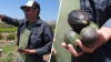 Productores de aguacate en California dicen que importaciones mexicanas han impulsado sus ventas