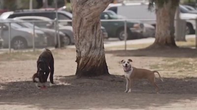 Estas son las ciudades que reportan más ataques de perros a carteros en EEUU
