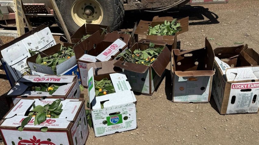 Los arrestan por presunto robo de cerezas