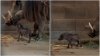 Conoce a “Ua” el nuevo jabalí bebé que corre por el Zoológico Fresno Chaffee