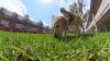 De investigador de incendios a mascota familiar: oficial canino se jubila