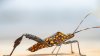 Qué es la enfermedad de Chagas, transmitida por 