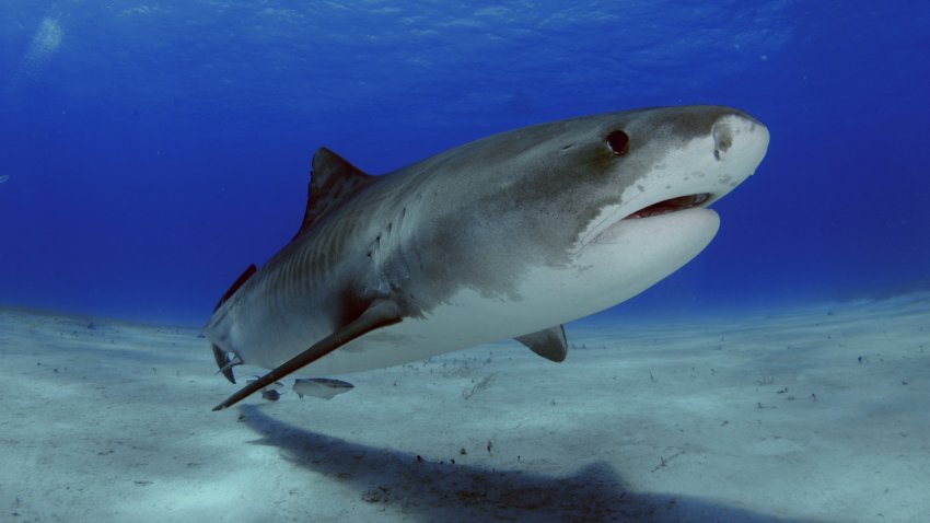 Un tiburón tigre —una de las cinco especies capturadas para el estudio— en Tiger Beach, Bahamas. Andre Seale / VW Pics / Universal Images Group vía Getty Images (archivo).