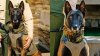 K-9 del condado Fresno muere atropellado tras huir por explosión de fuegos artificiales