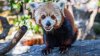 Muere la segunda de dos crías de panda rojo nacidas en un zoológico de California