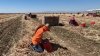 Monitorean a 140 trabajadores agrícolas expuestos al sarampión: ¿Hay riesgo para los residentes?
