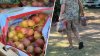 Un productor de Reedley no pudo vender sus uvas; ahora buscan voluntarios para cosecharlas y regalarlas