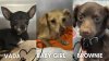 Tres perros sufren sobredosis de drogas en Fresno y son rescatados con Narcan: hay dos arrestados