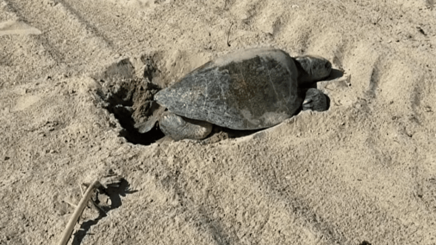 Video shows the first-ever natural nesting on record of a sea turtle on the U.S. West Coast.
